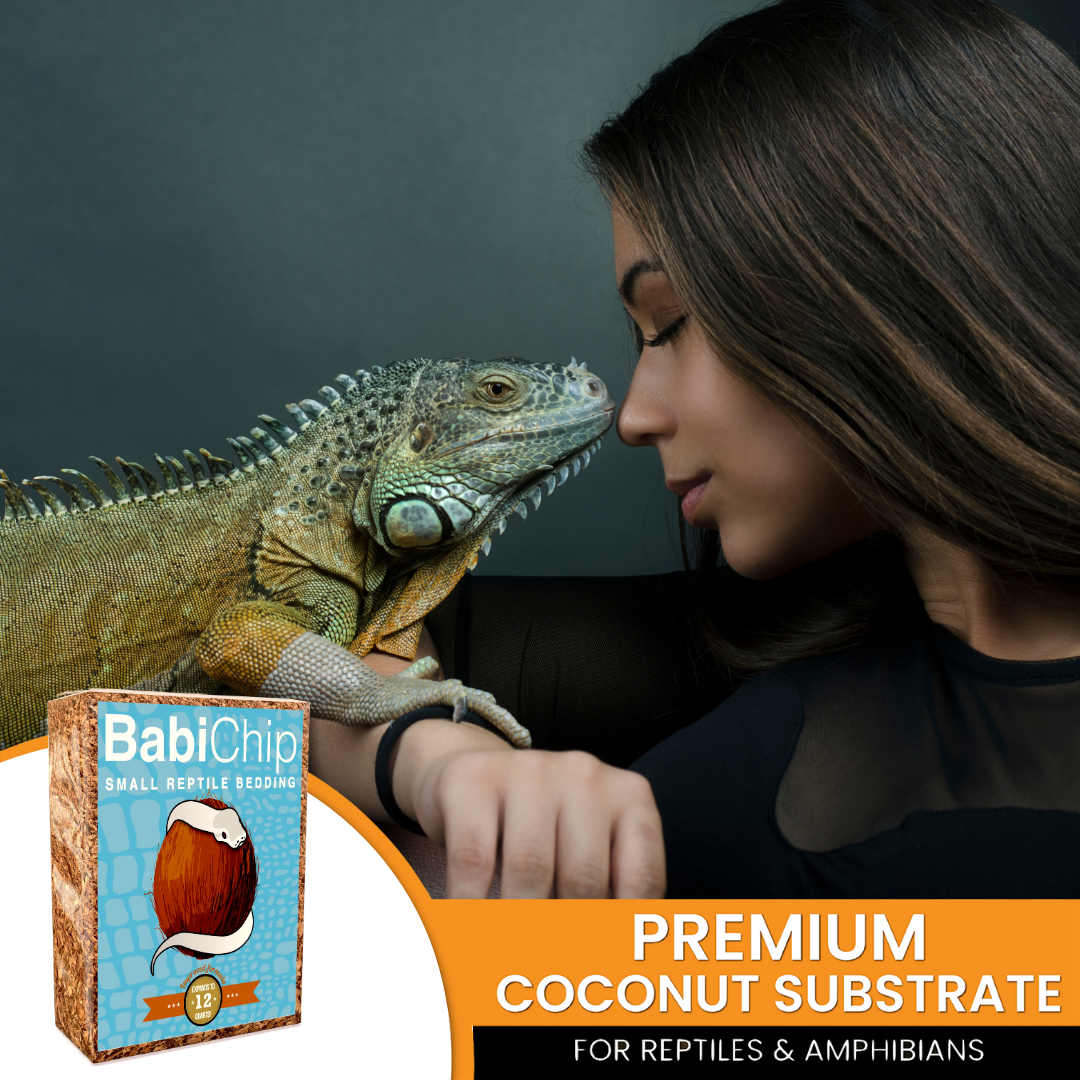 Iguana face-to-face with person next to premium coconut substrate box
