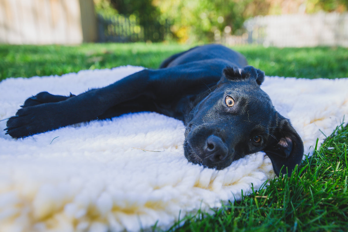 HuggleFleece® pet bed with light plush cover where a black dog is lying