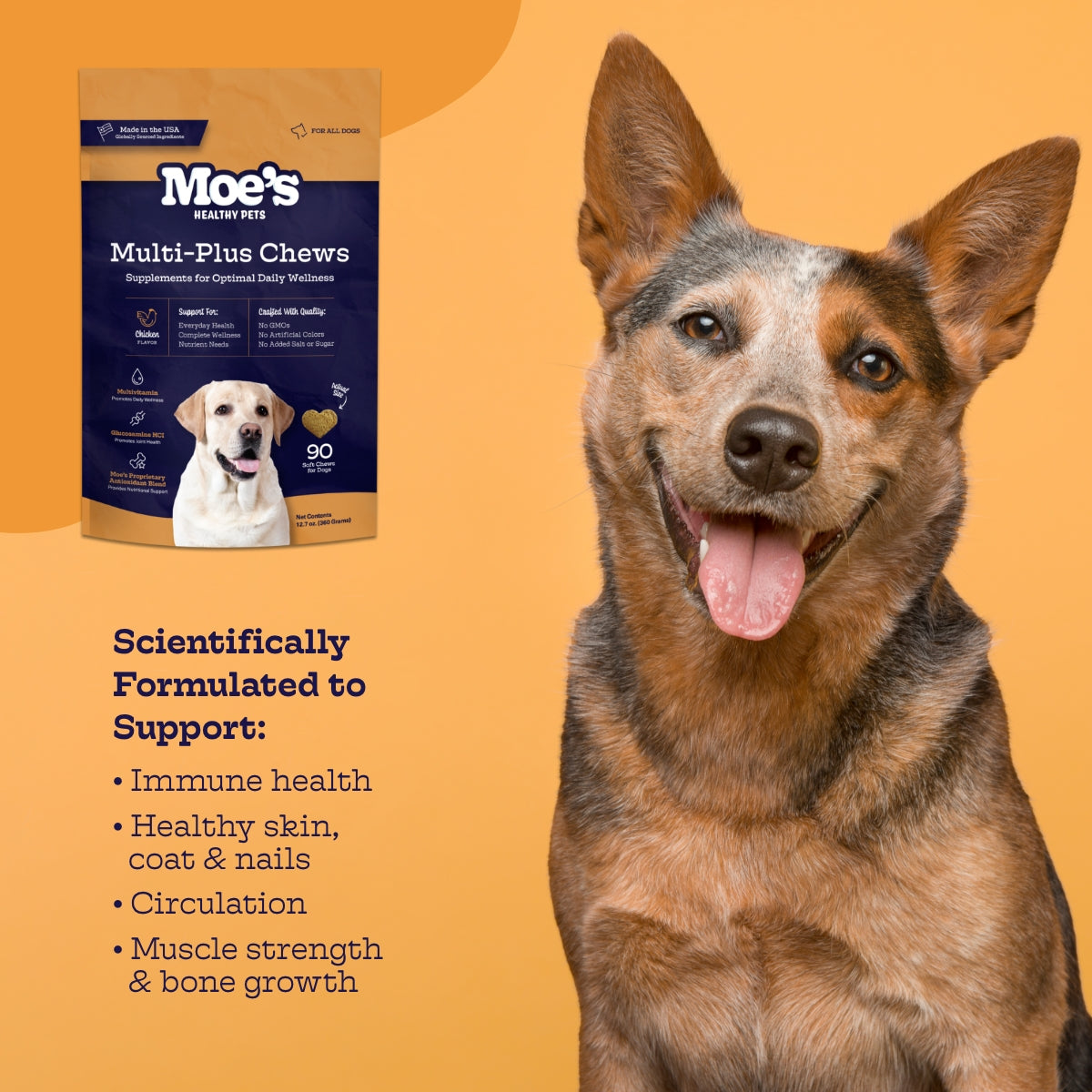 Dog portrait with multivitamin chew supplement pouch in the background.