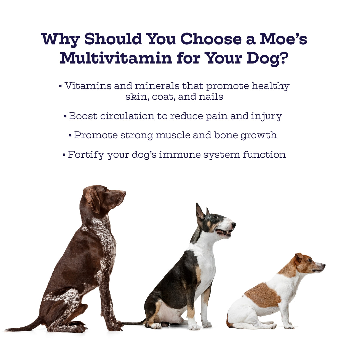 Dog multivitamin benefit infographic with three dog figures.