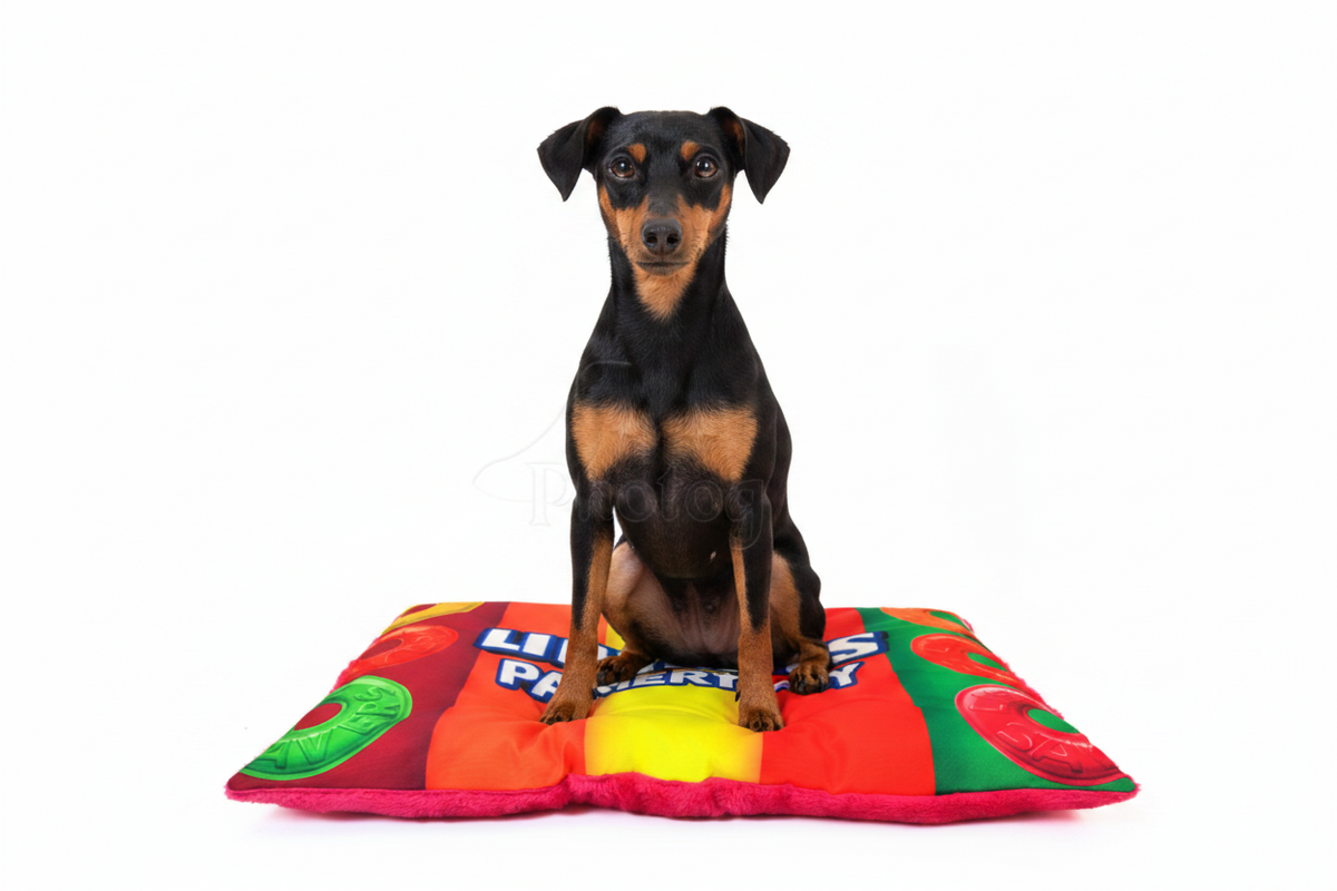 Colorful quilted pet bed with raised rim and red-orange-green graphic pattern