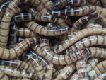 Live superworms, pale tan with dark bands, clustered together for feeding.