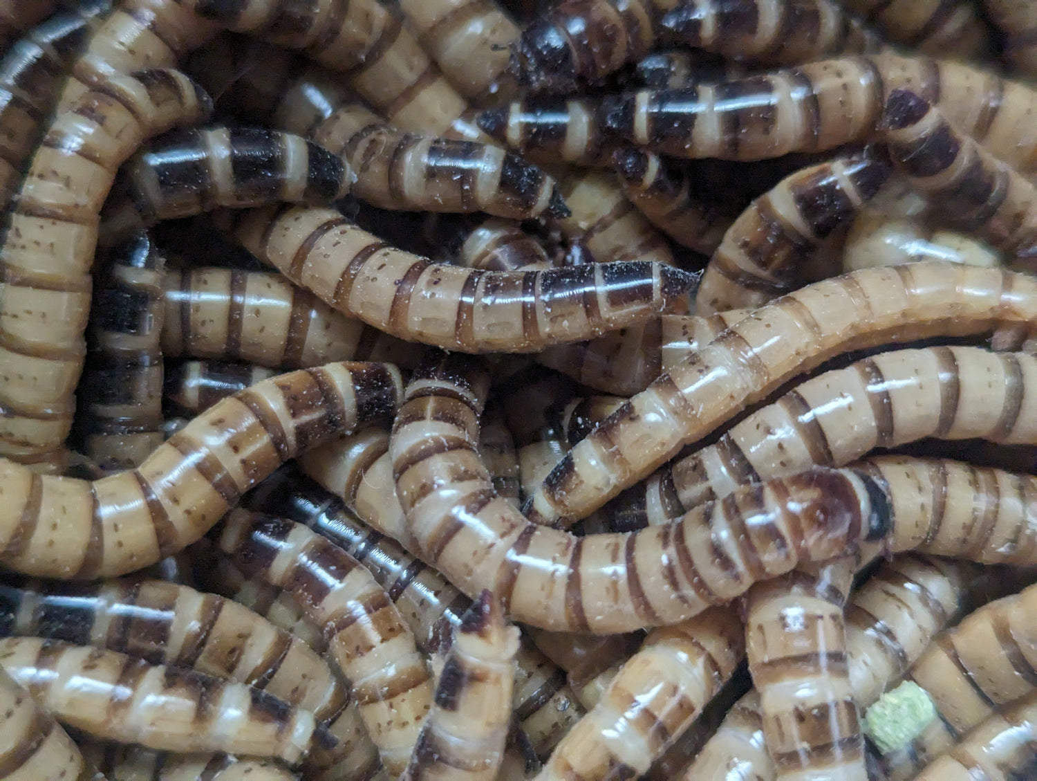 Live superworms, pale tan with dark bands, clustered together for feeding.