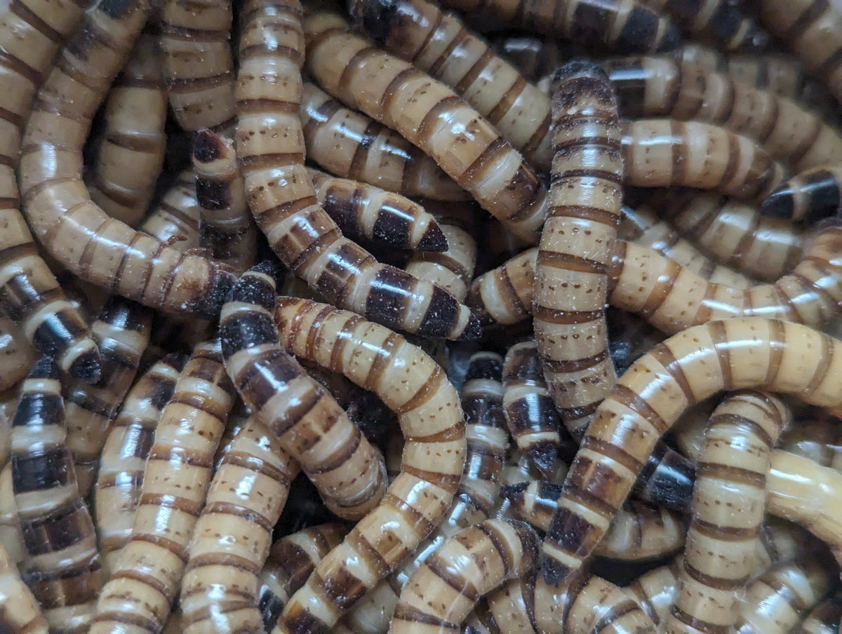 Live superworms with tan bodies and dark striping, packed densely in a group.