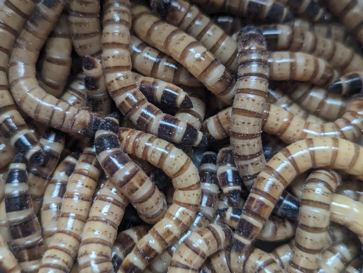 Live superworms with tan bodies and dark striping, packed densely in a group.