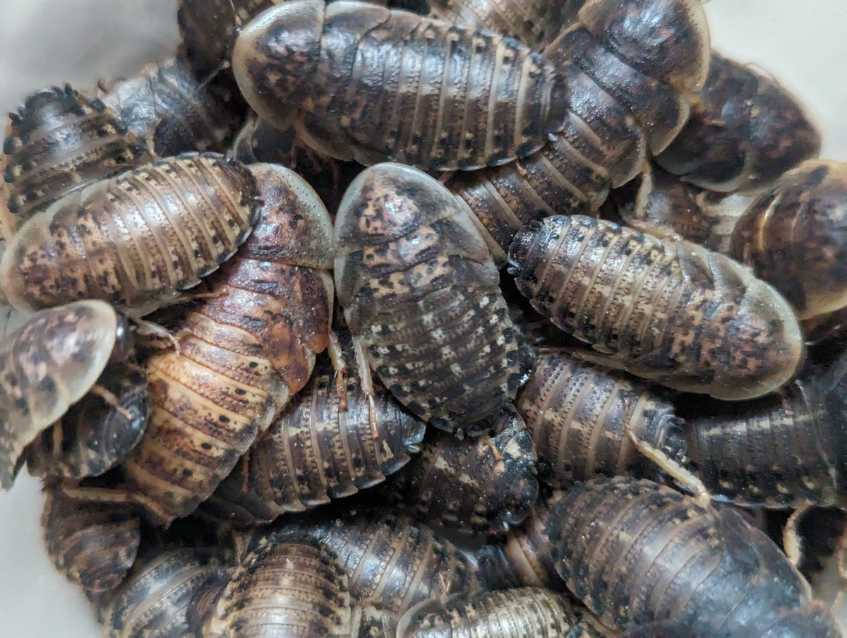 Dark brown dubia roaches cluster, textured segmented bodies