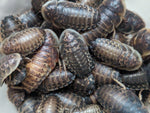Dark brown dubia roaches cluster, textured segmented bodies