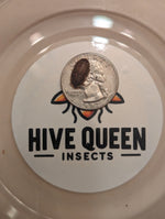 Dark dubia roach in a shallow container, coin for scale