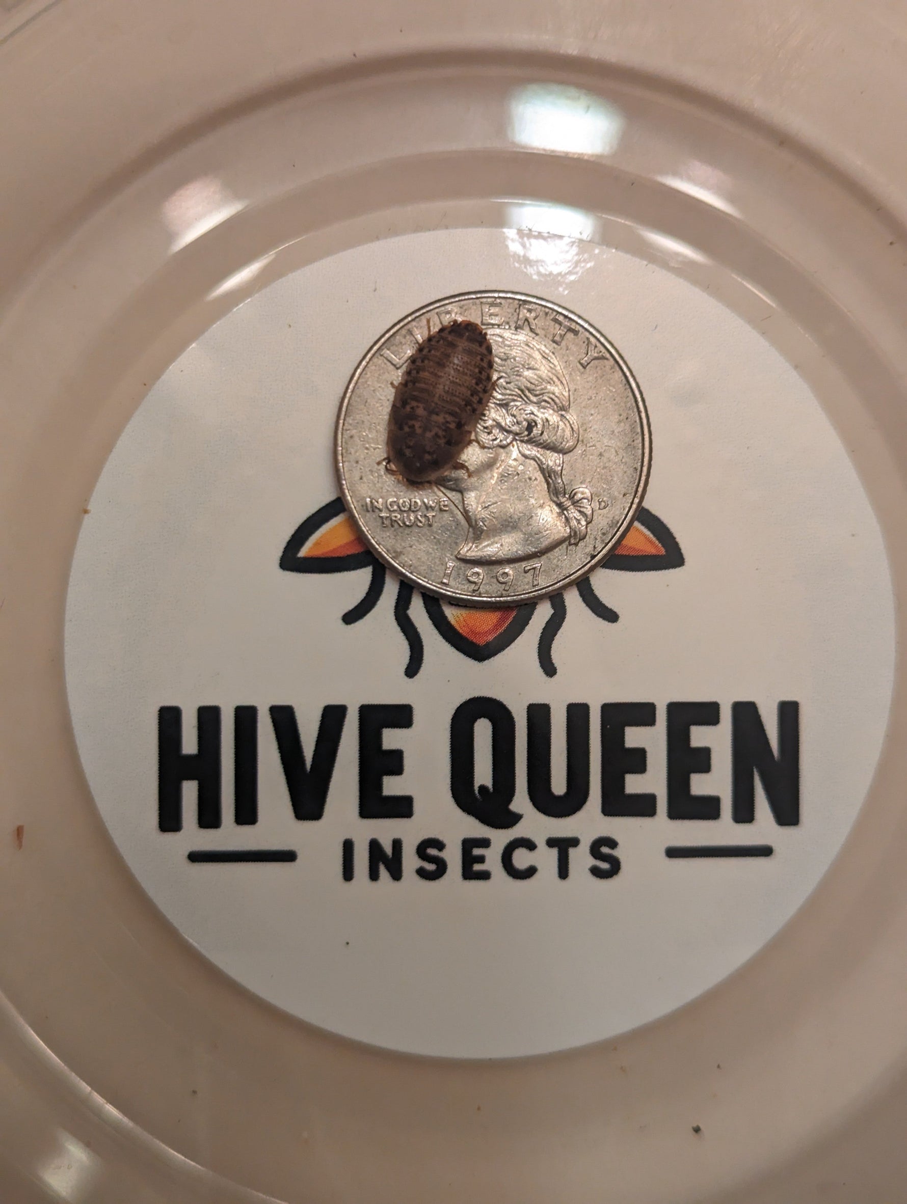 Dark dubia roach in a shallow container, coin for scale