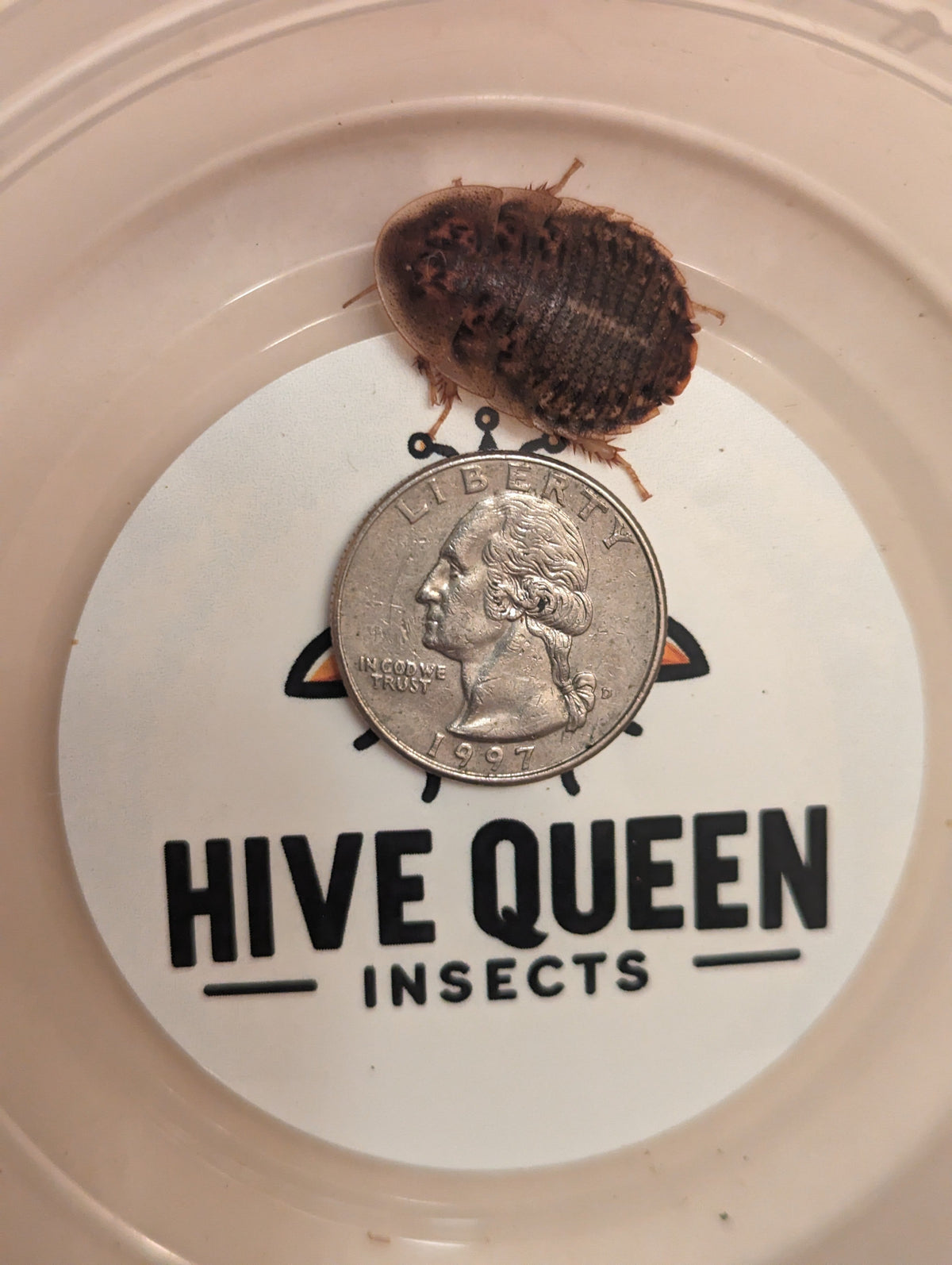Dark dubia roach on coin scale in shallow container