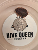 Dark dubia roach on coin scale in shallow container