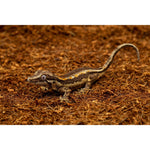 Coconut fiber substrate mix with small gray reptile on brown loose bedding