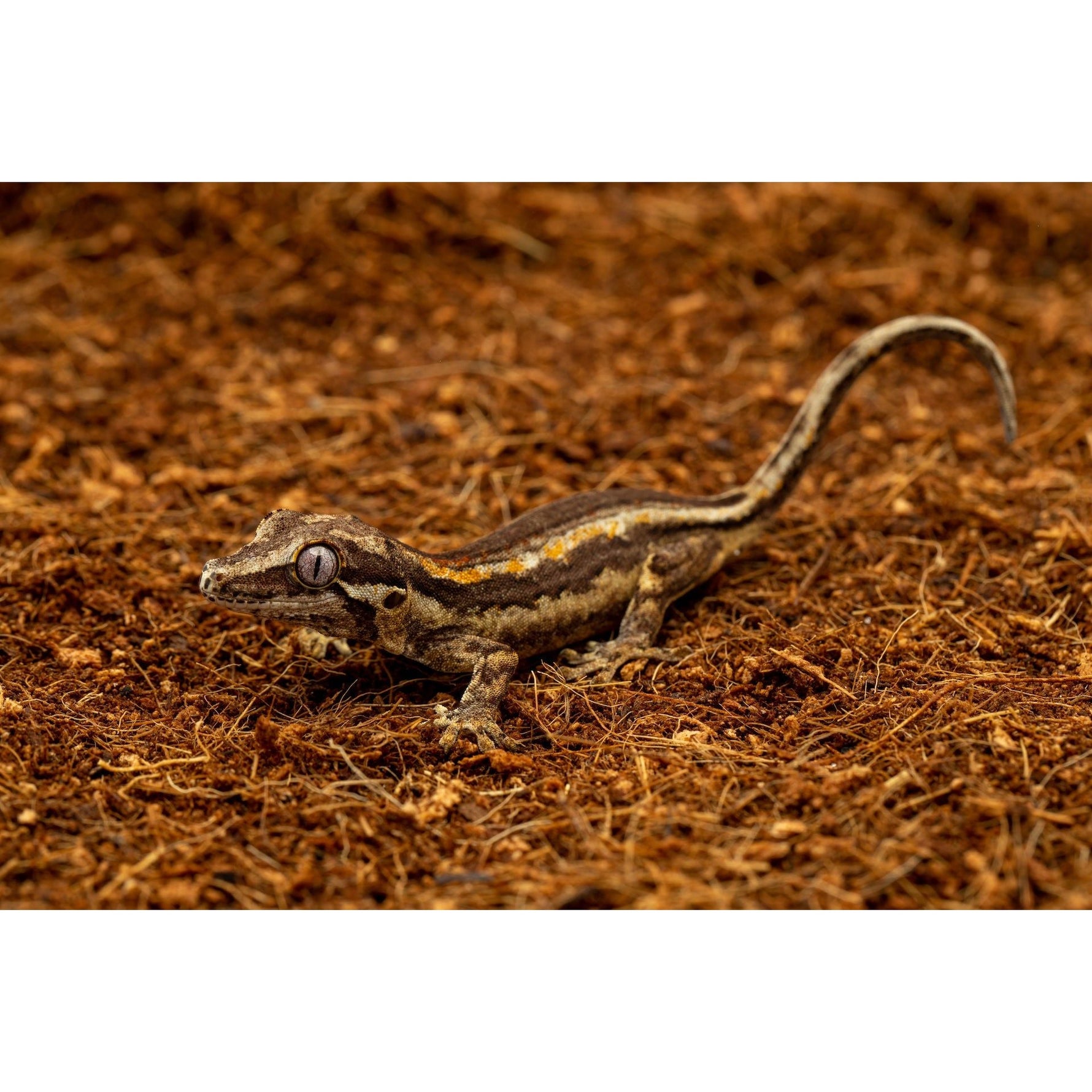 Coconut fiber substrate mix with small gray reptile on brown loose bedding