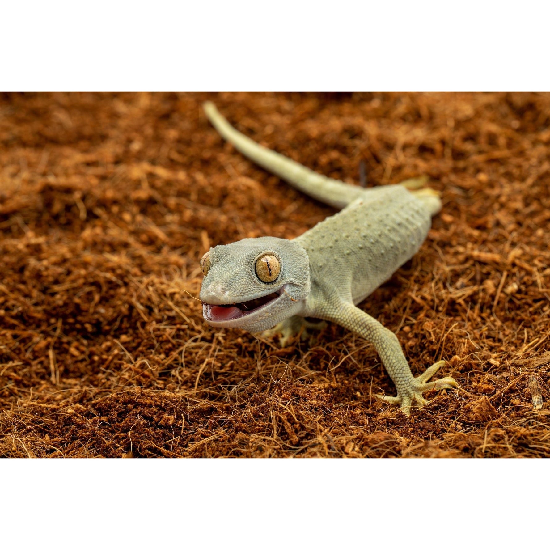 Coconut fiber substrate mix with green gecko on brown loose bedding