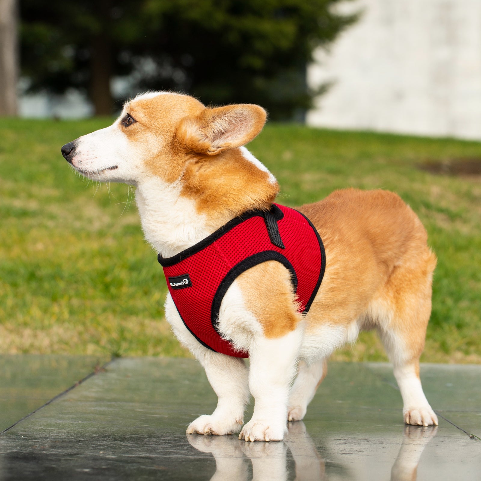 Red choke-free mesh dog harness with padded neck ring and chest patch