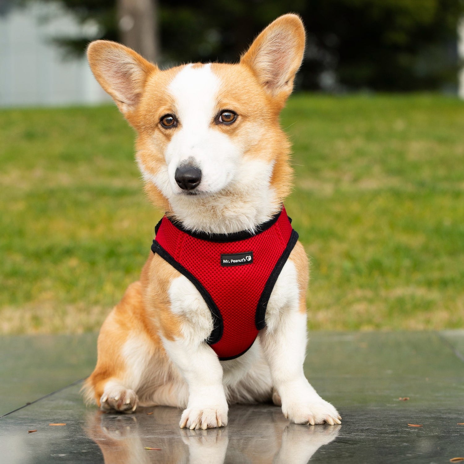 Red mesh dog harness with adjustable strap and front opening