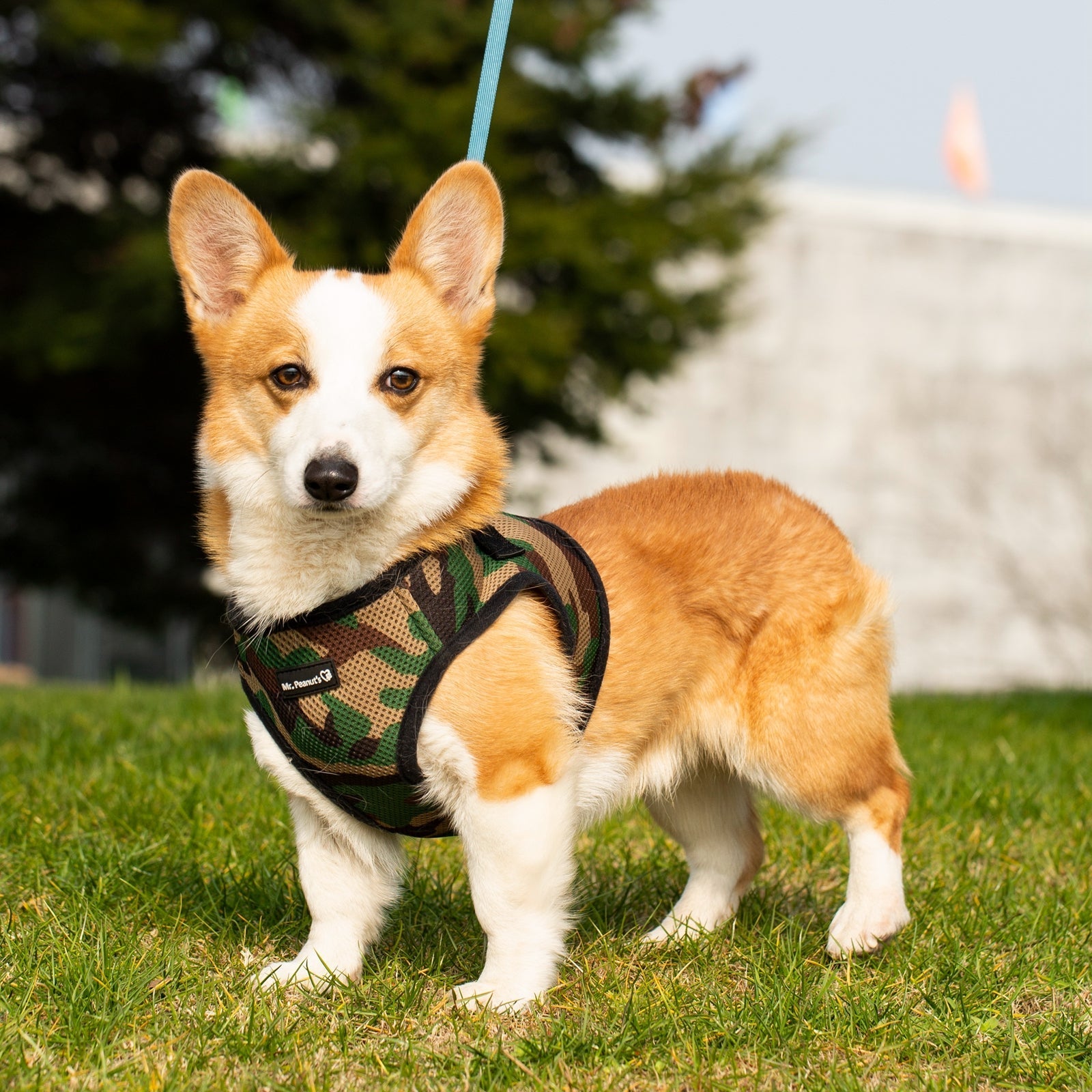 Camouflage mesh dog harness on orange-and-white corgi