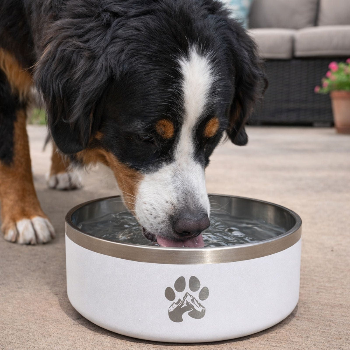 White stainless steel feeder bowl with paw print, water visible