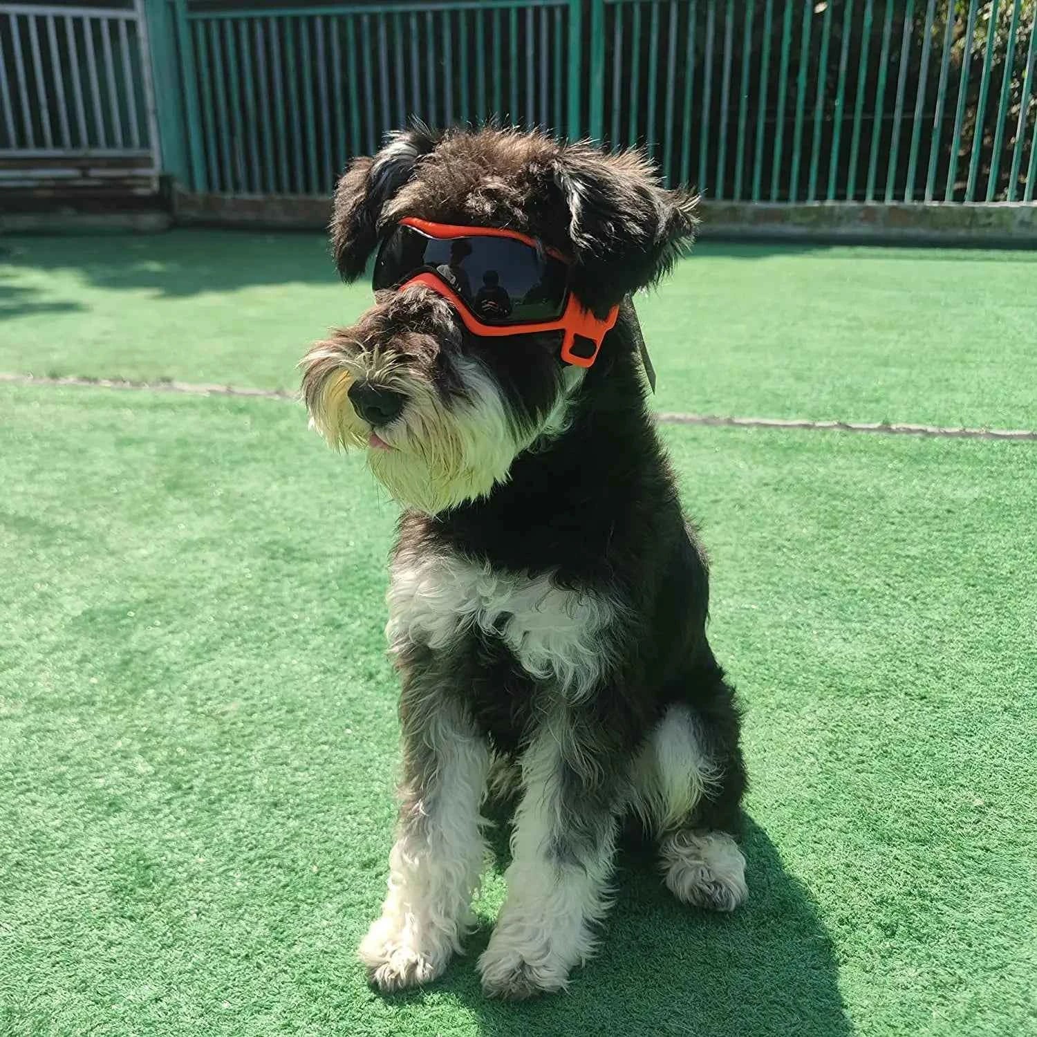 UV-Goggles für Haustiere mit orangefarbenem Rahmen und dunklen Schutzgläsern