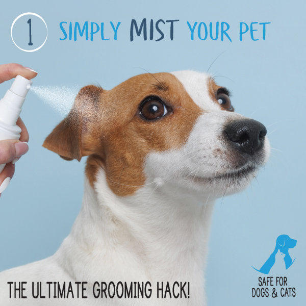 Waterless shampoo and conditioner use step with hand misting a dog