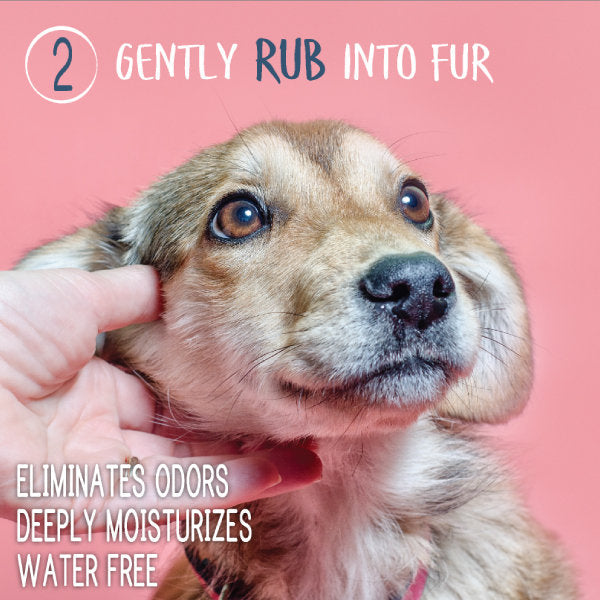 Waterless shampoo and conditioner use step with hand gently rubbing a dog’s fur