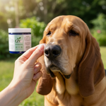 Dog sunscreen being applied on golden dog with jar nearby