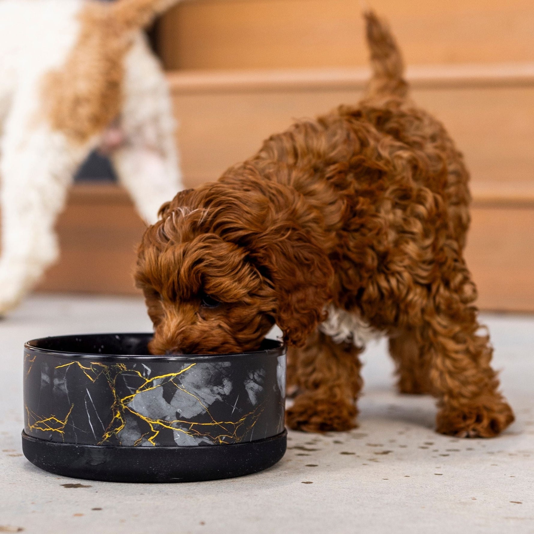 Black ceramic pet bowl with gold marble design, beside a brown curly dog