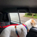 Red pet car seat belt harness with metal clips on a car seat