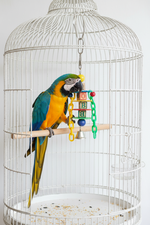 Pet bird toy: parrot on wooden perch beside colorful hanging blocks inside white wire cage