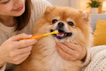 Orange and yellow pet toothbrush with bristle head brushing a dog’s teeth