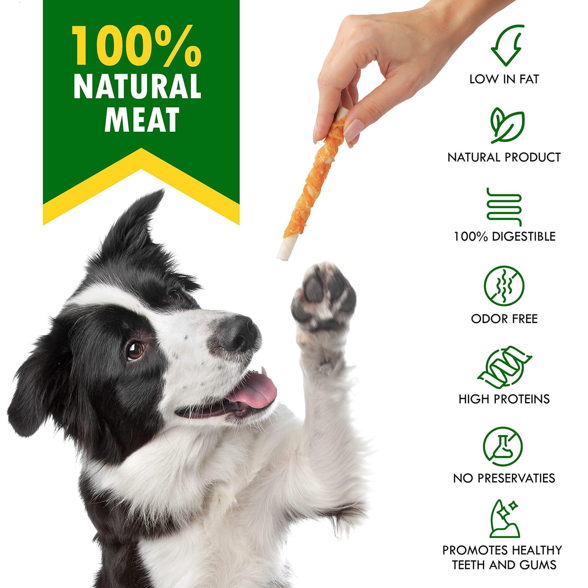 Dog chew rawhide stick, hand holding an orange-brown stick beside a dog