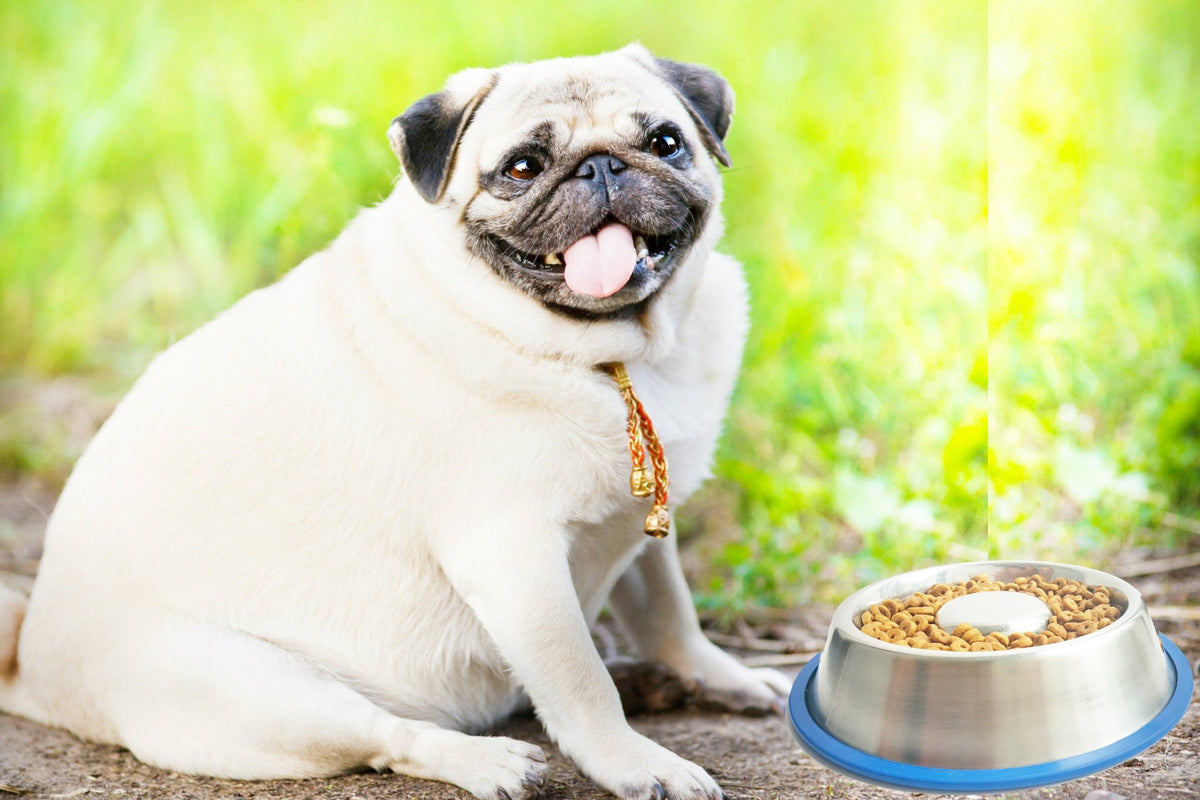 Dog eating from stainless steel slow-feed bowl with blue base on outdoor grass