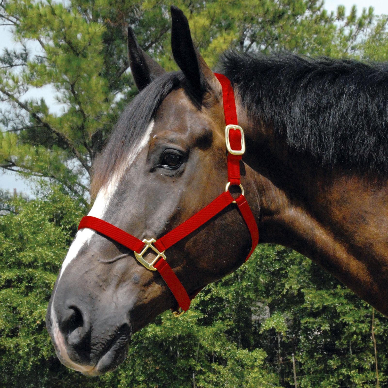 Nylon horse halter in red with gold buckles
