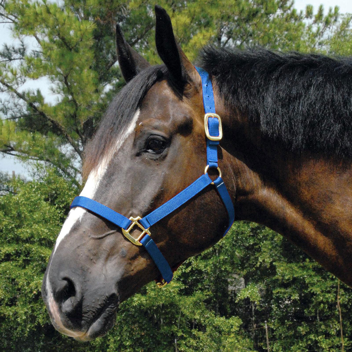 Nylon horse halter in royal blue with gold buckles