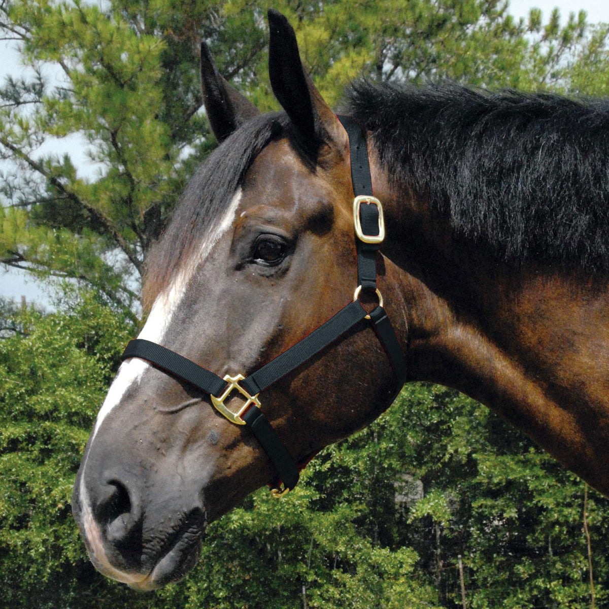 Nylon horse halter in black with gold buckles