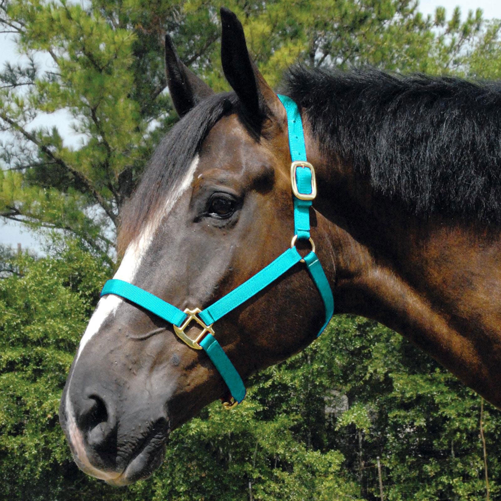 Nylon horse halter in turquoise blue with gold buckles