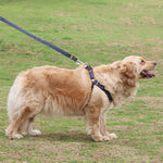 Denim dog harness with blue leash on a small golden dog, adjustable straps