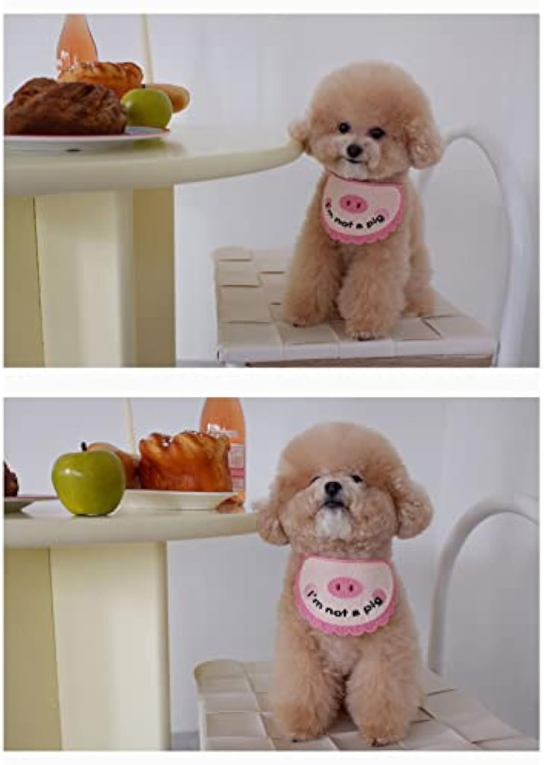 Pet dog wearing pink crochet drool towel bib with pig face applique