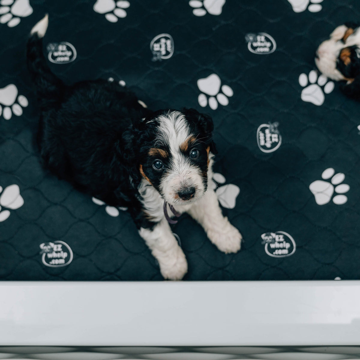 Black pet mat with white paw prints and quilted diamond pattern