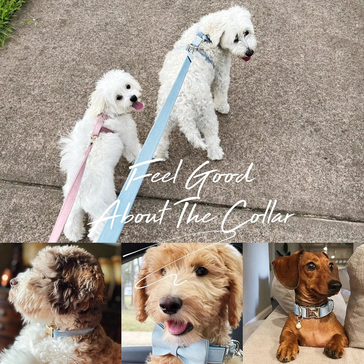 White small dog wearing a light blue collar with leash attachment and bowtie