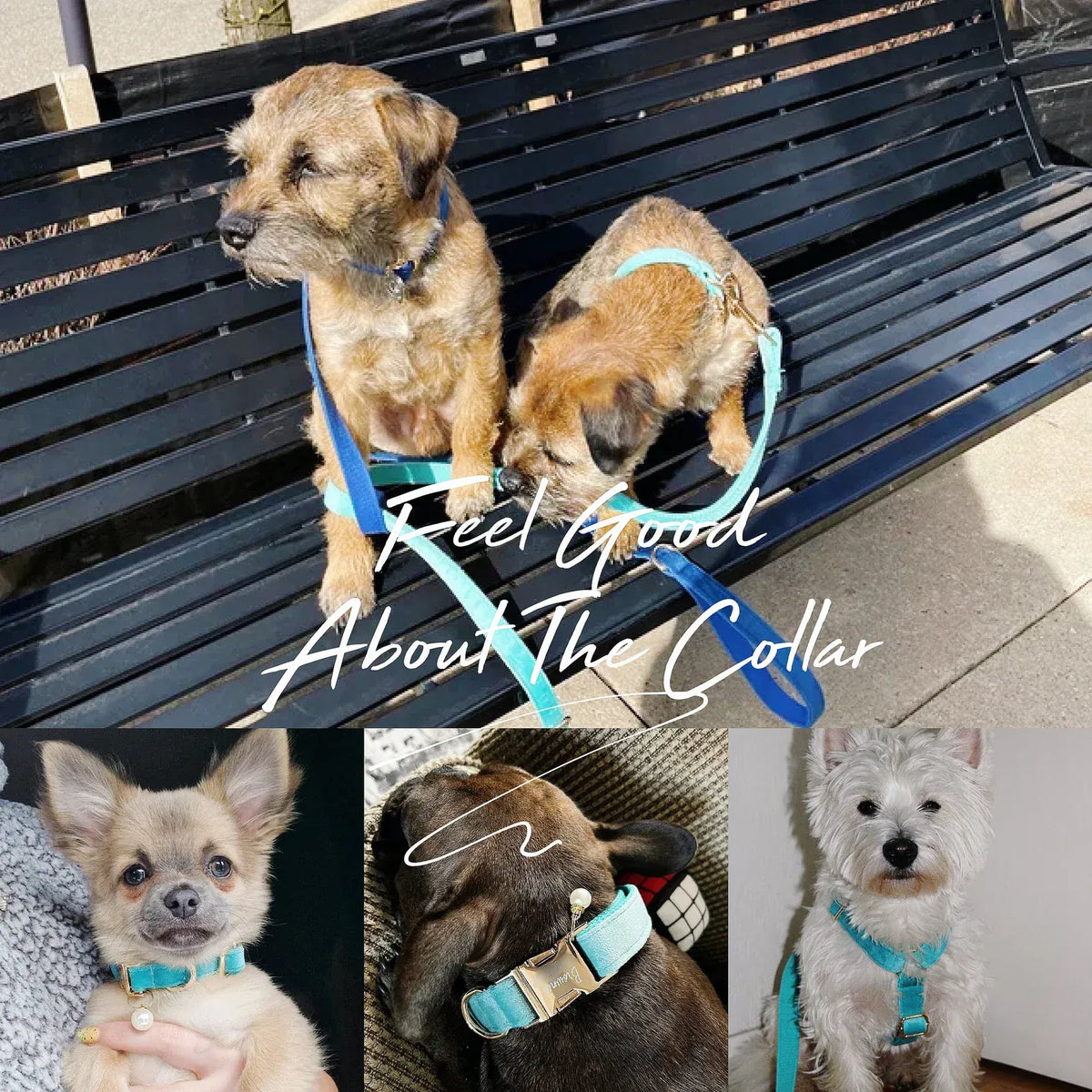 Small dog wearing a teal velvet collar with matching bowtie and leash accessory