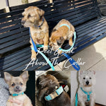 Small dog wearing a teal velvet collar with matching bowtie and leash accessory