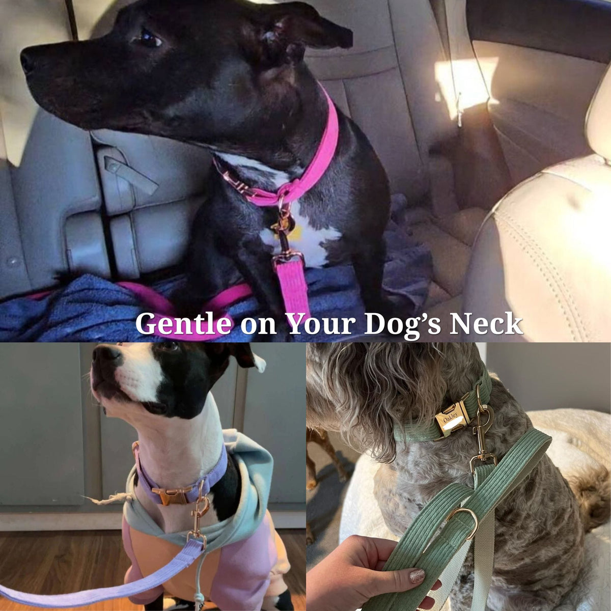 Dog wearing caramel corduroy collar and bowtie with leash while riding in a car