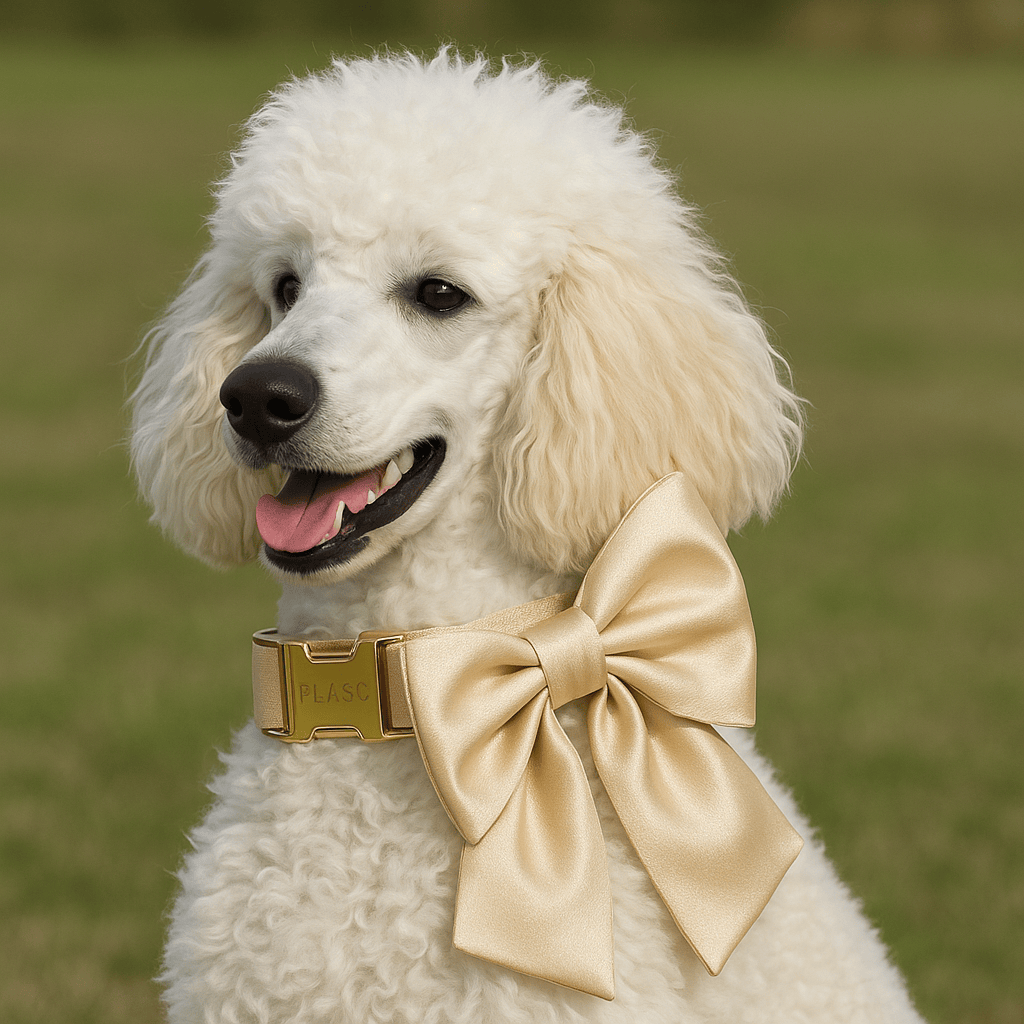 White dog wearing a gold satin bow collar with matching buckle and tag holder