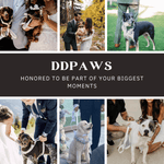Small dogs wearing white satin bowtie collars and harnesses in formal settings