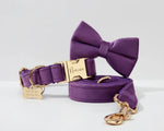 Velvet purple collar with bowtie and gold nameplate ID tag, leash attached