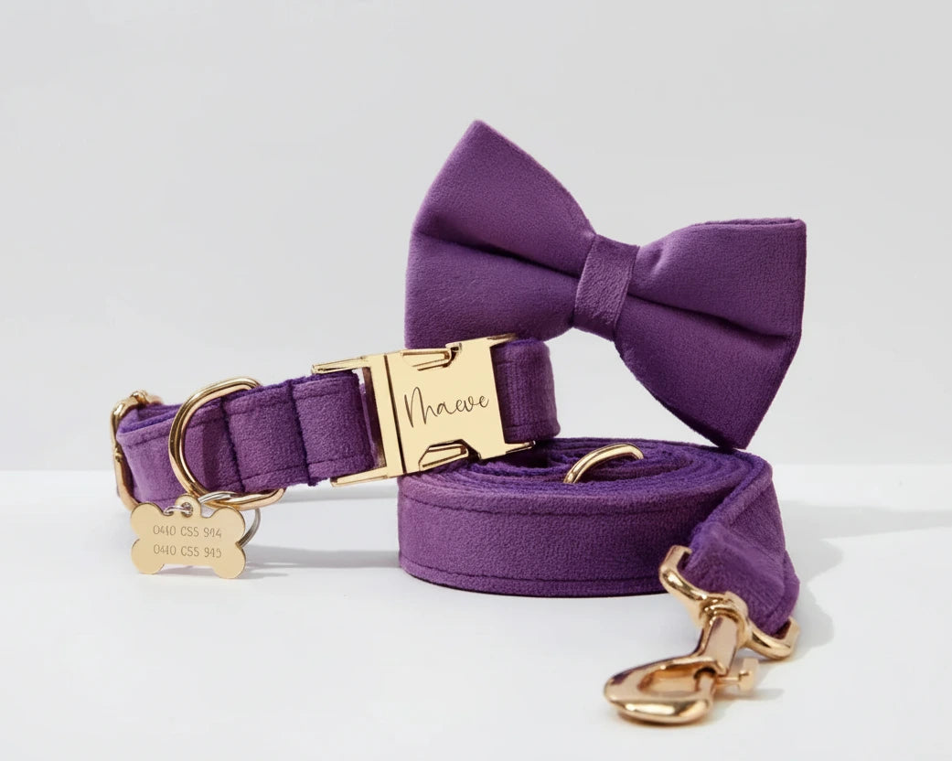 Velvet purple collar with bowtie and gold nameplate ID tag, leash attached