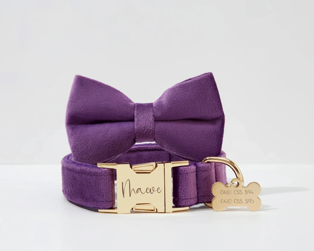Velvet purple collar with bowtie and gold nameplate ID charms