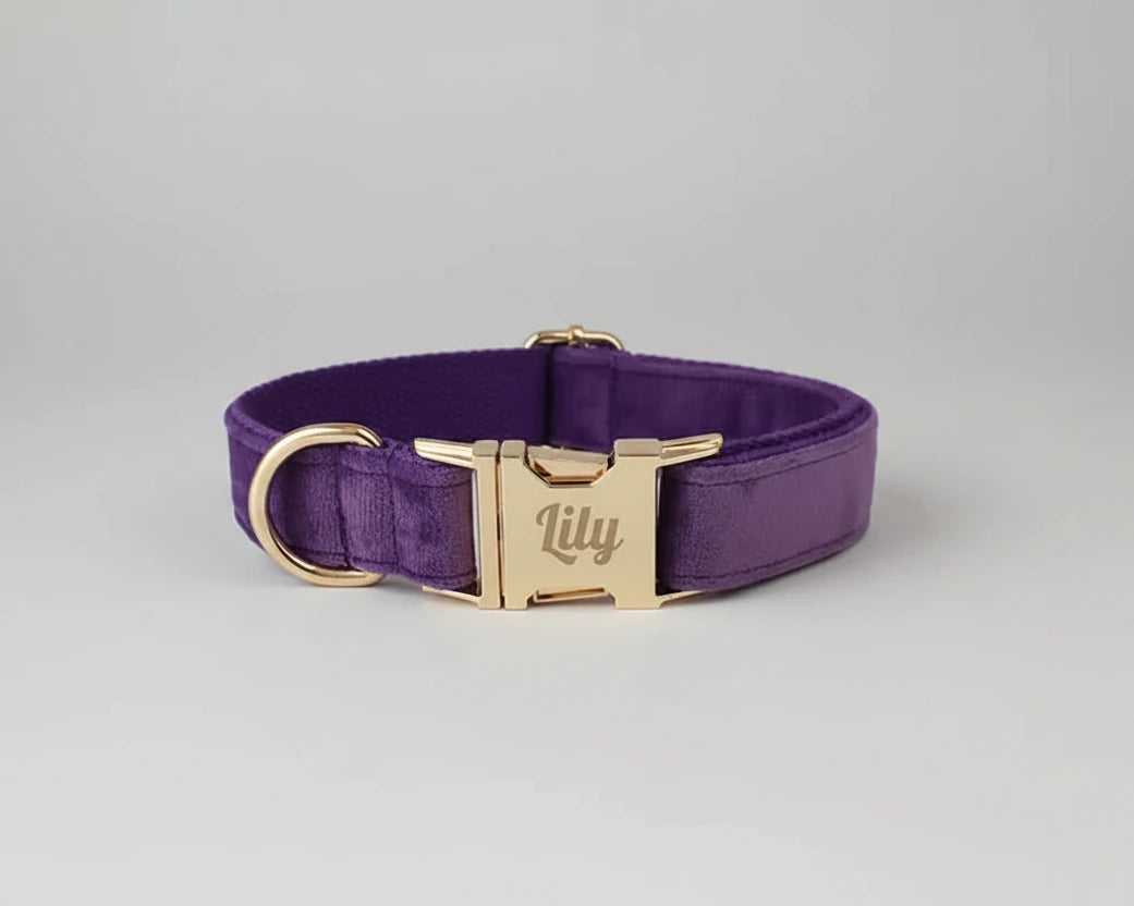Velvet purple dog collar with gold nameplate ID and buckle hardware