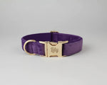 Velvet purple dog collar with gold nameplate ID and buckle hardware